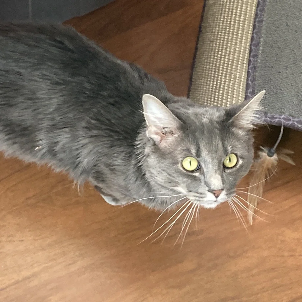 Cat scratching board